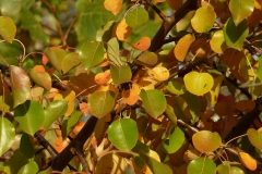 6001 Wild-Birne (Pyrus pyraster) im Herbst