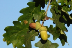 6002 Stiel-Eiche (Quercus robur) im Herbst