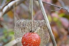 6003 Blasenkirsche (Physalis alkekengi) im Herbst