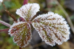 6004 Aubeere (Rubus caesius) mit Raureif