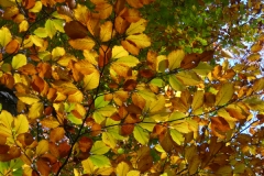 6005 Rotbuche (Fagus sylvatica) im Herbst