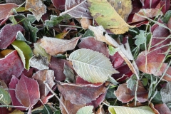 6006 Wilder Wein (Parthenocissus quinquefolia) mit Raureif