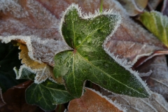6007 Gemeiner Efeu (Hedera helix) mit Raureif