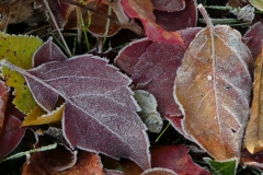 6008 Wilder Wein (Parthenocissus quinquefolia) mit Raureif