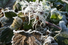 6009 Waldrebe (Clematis vitalba) mit Raureif