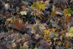 6010 Spitz-Ahorn (Acer platanoides) mit Raureif
