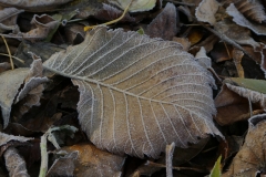 6011 Flatter-Ulme (Ulmus laevis) mit Raureif