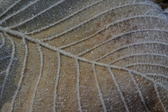 6012 Flatter-Ulme (Ulmus laevis) mit Raureif