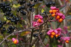 6014 Pfaffenhütchen (Euonymus europaea) und Liguster (Ligustrum vulgare)