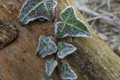 6016 Gemeiner Efeu (Hedera helix) mit Raureif