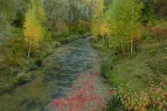 4001 Auwald im Herbst