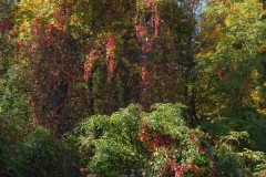 4002 Auwald im Herbst
