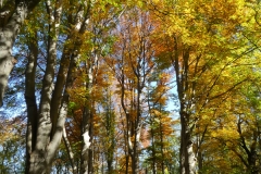 4003 Rotbuchen (Fagus sylvatica) im Herbst