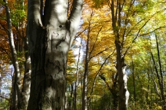 4004 Rotbuchen (Fagus sylvatica) im Herbst