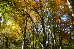 4005 Rotbuchen (Fagus sylvatica) im Herbst