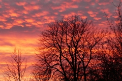 4018 Sonnenuntergang im Auwald