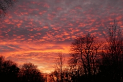 4019 Sonnenuntergang im Auwald