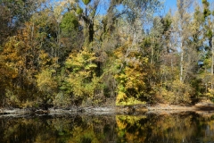 4020 Herbststimmung im Auwald