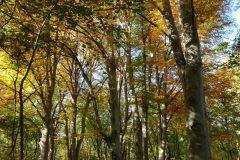 4021 Rotbuchen (Fagus sylvatica) im Herbst