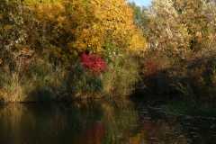 4022 Auwald im Herbst