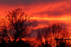4023 Sonnenuntergang im Auwald