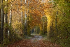 4024 Weg durch den herbstlichen Auwald