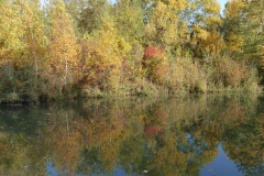 4025 Auwald im Herbst