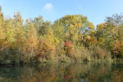 4026 Auwald im Herbst