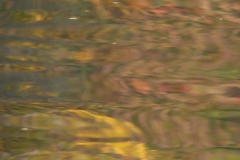 4027 Herbstliche Wasserspiegelung im Auwald