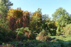 4028 Auwald im Herbst