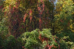 4029 Auwald im Herbst