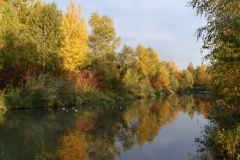 4030 Auwald im Herbst