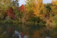 4031 Auwald im Herbst