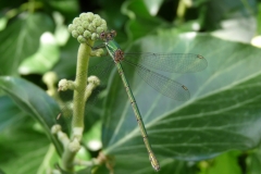 1001 Weidenjungfer (Chalcolestes viridis)