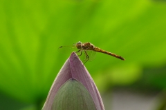 1004 Gemeine Heidelibelle (Sympetrum vulgatum)
