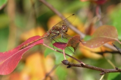 1010 Große Heidelibelle (Sympetrum striolatum)