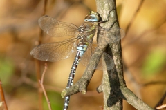 1011 Herbst-Mosaikjungfer (Aeshna mixta)