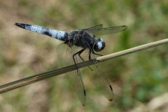 1012 Spitzenfleck (Libellula fulva)