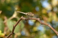 1013 Große Heidelibelle (Sympetrum striolatum)