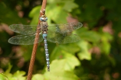 1014 Herbst-Mosaikjungfer (Aeshna mixta)