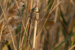 1015 Kleine Königslibelle (Anax parthenope)