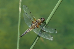 1016 Vierfleck (Libellula quadrimaculata)