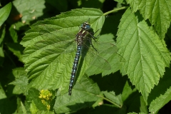 1017 Kleine Mosaikjungfer, Früher Schilfjäger (Brachytron pratense)