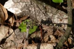 1018 Kleine Zangenlibelle (Onychogomphus forcipatus)