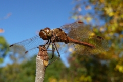 1019 Gemeine Heidelibelle (Sympetrum vulgatum)