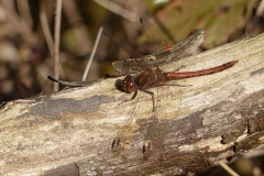 1020 Gemeine Heidelibelle (Sympetrum vulgatum)