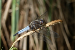 1021 Plattbauch (Libellula depressa)