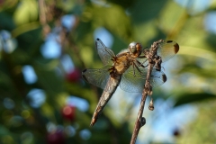 1022 Spitzenfleck (Libellula fulva)