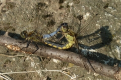 1024 Großer Blaupfeil (Orthetrum cancellatum)