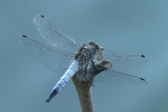 1025 Südlicher Blaupfeil (Orthetrum brunneum)